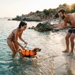 Gilet natation chien coucher soleil